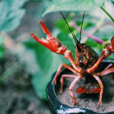 Feeling Crabby in Transition? Here’s why… (Pt 2/2)